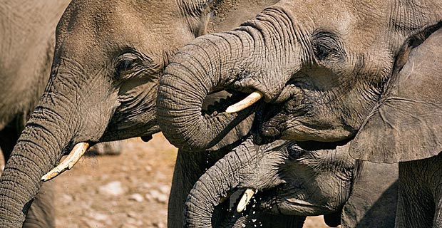 Bild-15-Elefanten-beim-Saufen