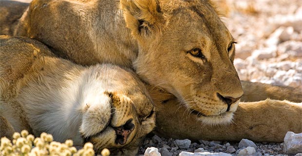 Bild-17-zwei-Loewendamen