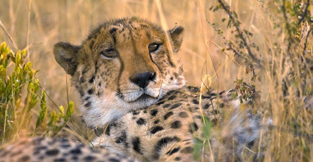 Bild-20-Gepard
