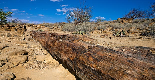 Bild-7-versteinerter-Wald