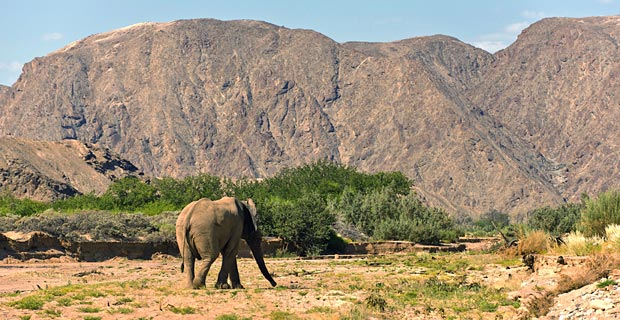 Bild-8-Wuestenelefant