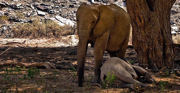 Bild-9-Wuestenelefanten