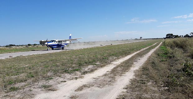 Buschflieger