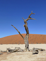 Daedvlei in Namibia