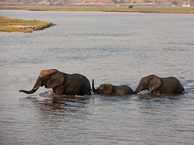 Elefanten im Chobe River