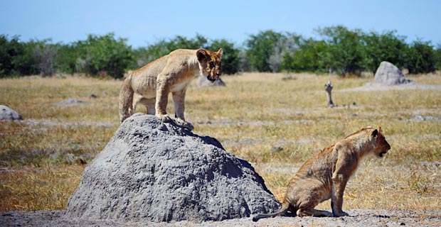 etosha