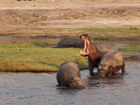 Flusspferde im Chobe Fluss
