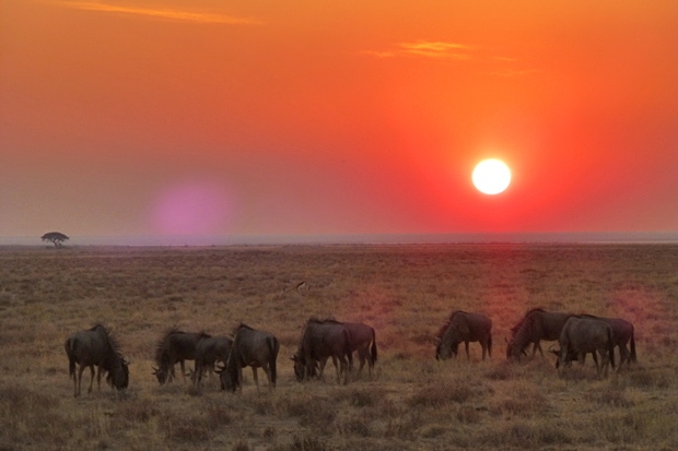 Gnus im Etosha Nationalpark
