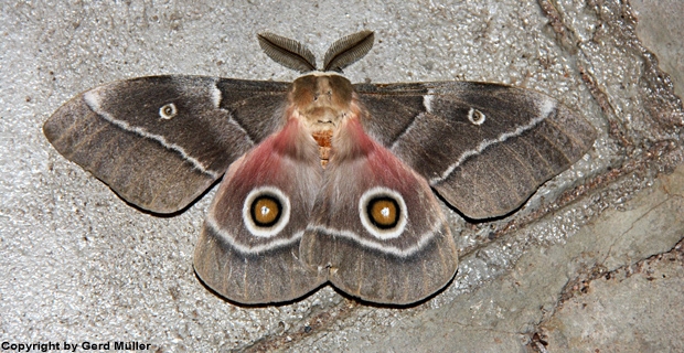 Gonimbrasia-belina_von-Gerd-Müller