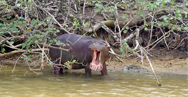 Hippo