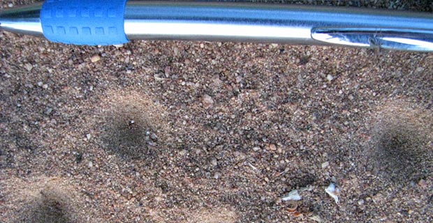 JPr_Antlion_1
