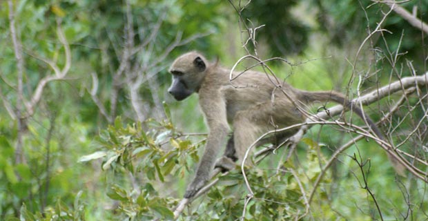 JPr_Chacma-Baboon_2