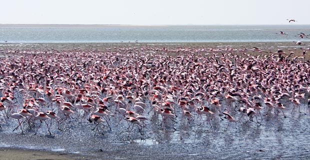 JPr_Flamingos_Walvis-Bay
