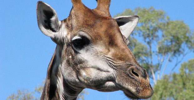 JPr_Giraffe_2