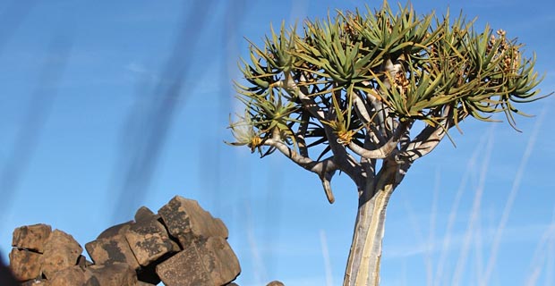 JPr_Köcherbaumwald-Namibia_02