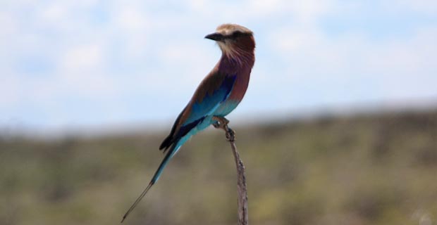 JPr_Lila-breasted-Roller-1