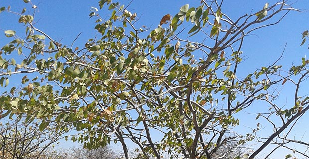 JPr_Mopane-Baum