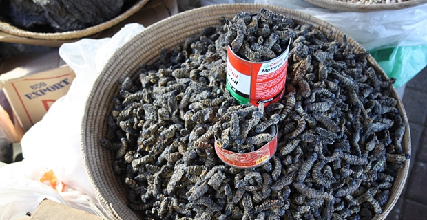JPr_Mopane-Raupe-geröstet