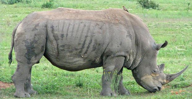 JPr_Rhino_unpoached