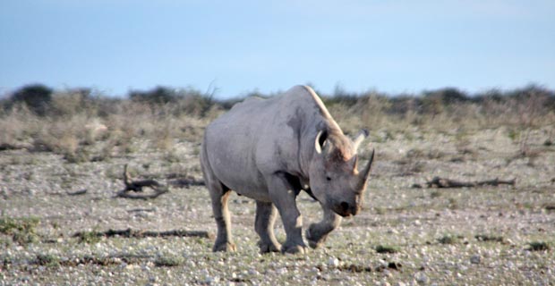 JPr_Spitzmaulnashorn