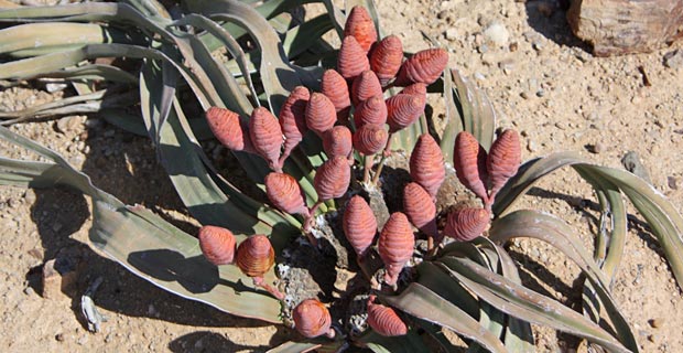 JPr_Welwitschia-mirabilis-2