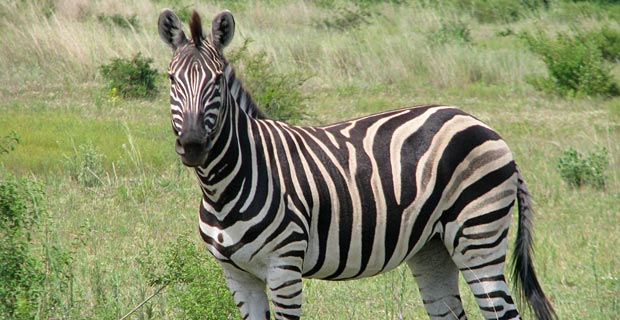 JPr_Zebra_2