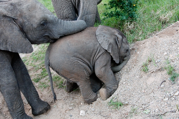 Elefanten Mutter & Kalb