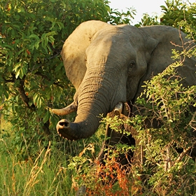 Elefant Krueger Nationalpark 