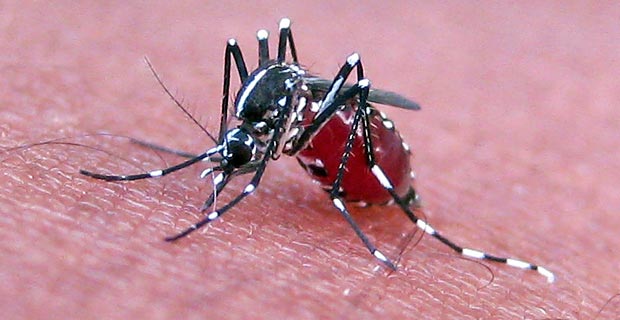 Mosquito-feeding