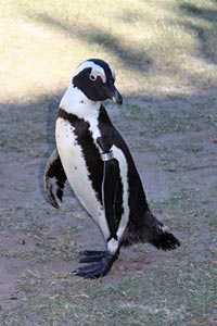 Pinguin