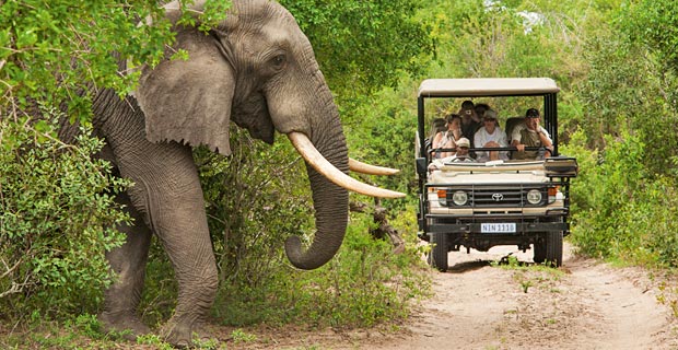 SAT_Safari_Pirschfahrt-im-Krueger-Nationalpark-2