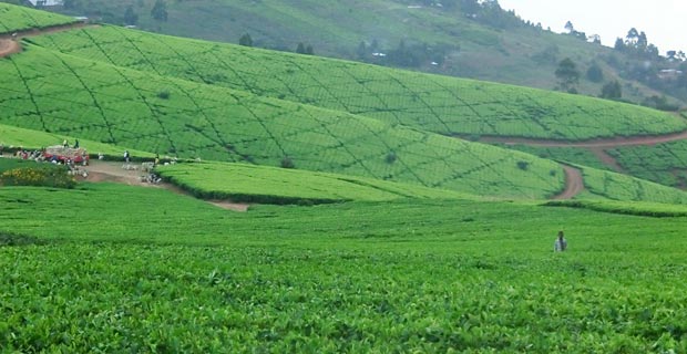 satemwa-tea-estat-1