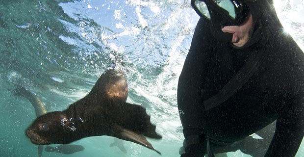 Seal-Snorkeling-Animal-Ocean-14