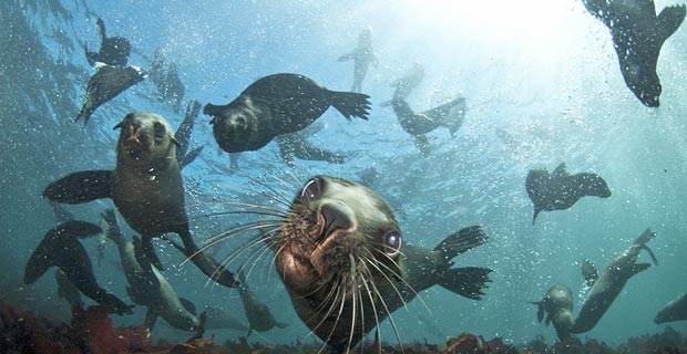 Seal-Snorkeling-Animal-Ocean-2