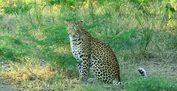 south-luangwa