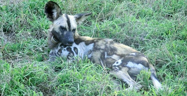 south-luangwa1