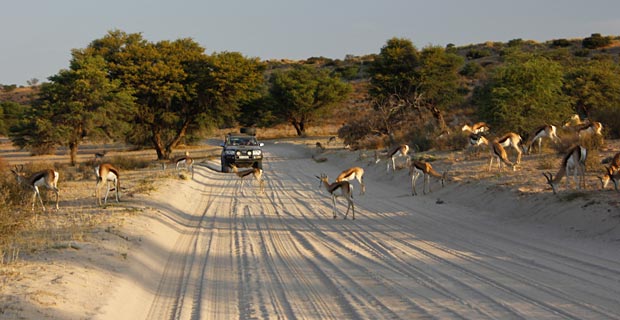 tiere-auf-fahrbahn_elefant-tours