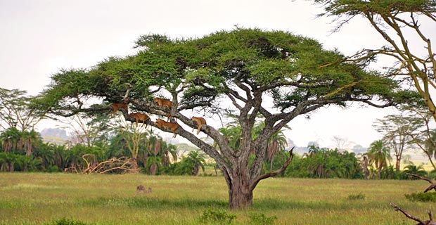 Löwen klettern auf Bäume