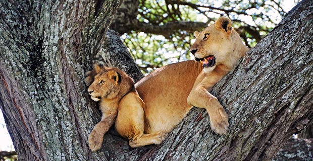 Baumlöwen in Afrika