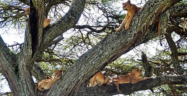 Löwenrudel macht es sich auf einem Baum bequem