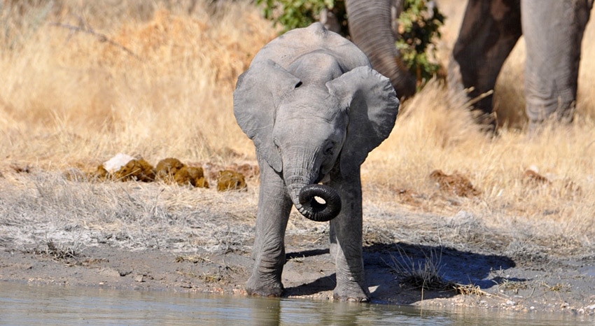 Junger Elefant