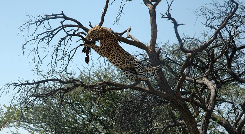 Leopard mit Beute