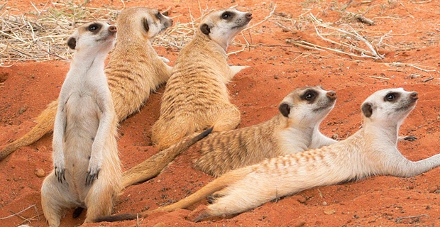 body-pic-meerkats
