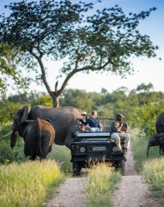 Timbavati Game Reserve Safari