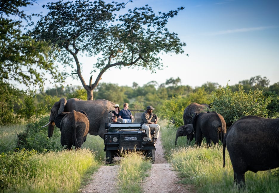 Timbavati Game Reserve Safari