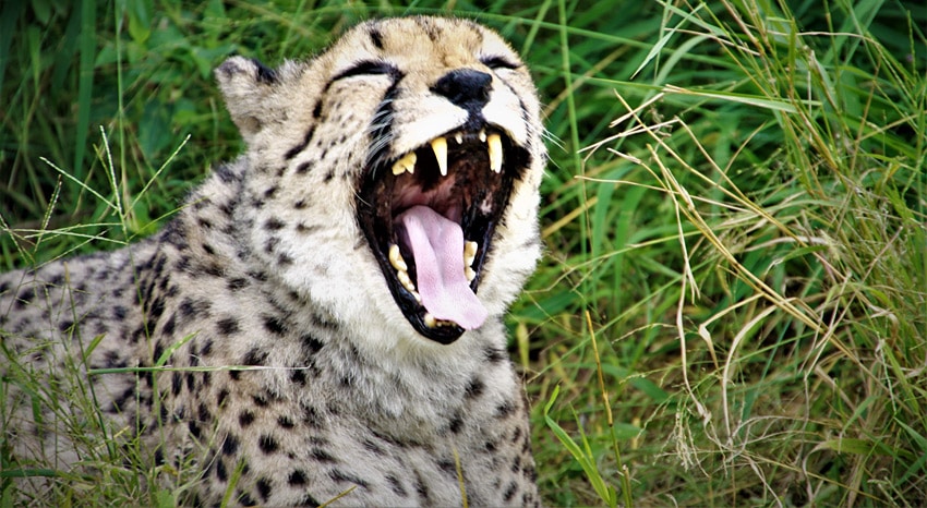 Gepard AfriCat Foundation