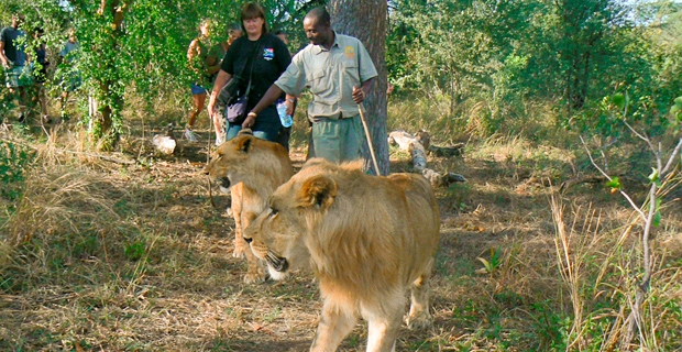 walking-with-lions-(1-of-1)