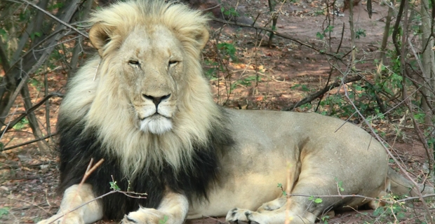 1_Entabeni Game Reserve