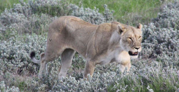 Löwe im Etosha Nationalpark