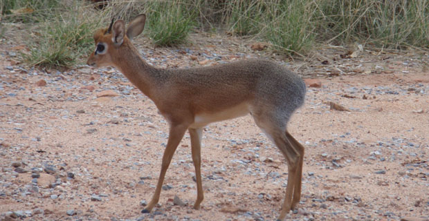 Dik Dik